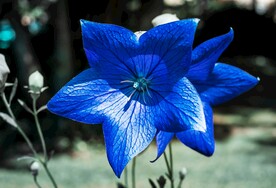 桔梗花