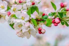 苹果花