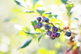 蓝莓