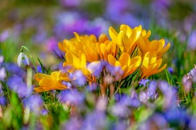 番红花