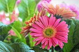 非洲菊