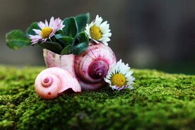 鲜花