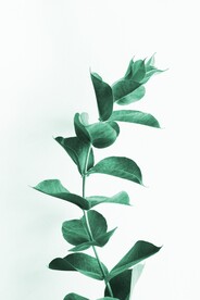 树叶