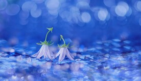 鲜花