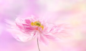 鲜花