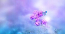 鲜花