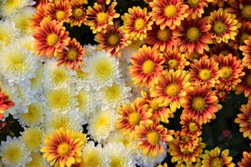 菊花