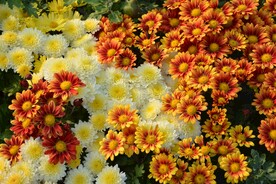 菊花