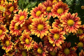 菊花