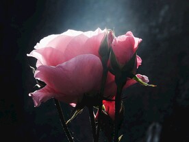 玫瑰花