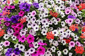 矮牵牛花