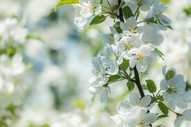 鲜花