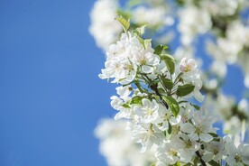 鲜花