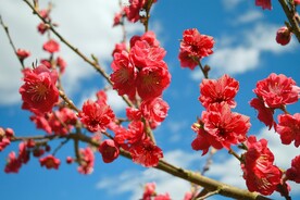 红梅花