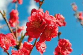 红梅花