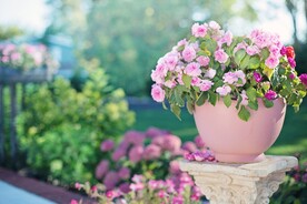 鲜花