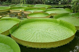 王莲