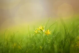 鲜花