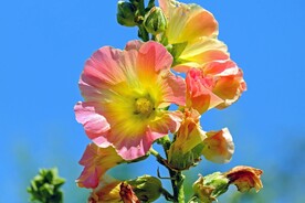 鲜花