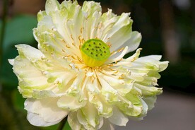 莲花