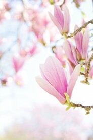 玉兰花