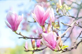玉兰花