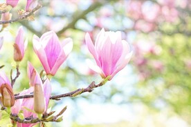 玉兰花