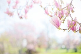 玉兰花