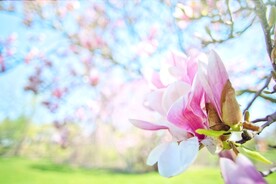 玉兰花