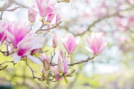 玉兰花