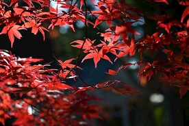 枫叶