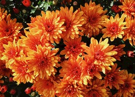 菊花