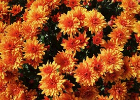 菊花