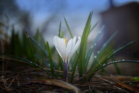 番红花