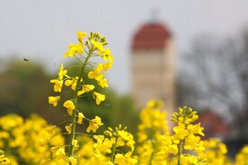 油菜花