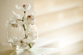 水仙花