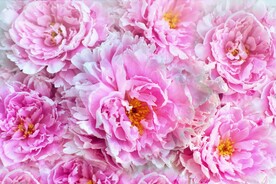 牡丹花