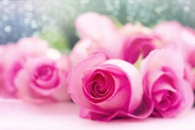 玫瑰花