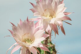 仙人掌花