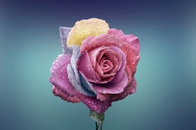 玫瑰花