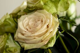 玫瑰花