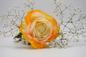 玫瑰花