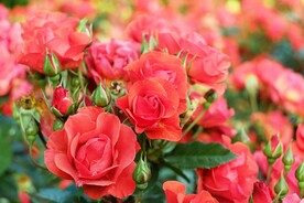 玫瑰花