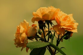 玫瑰花
