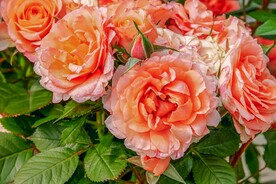 玫瑰花