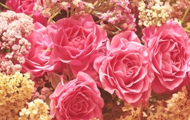 玫瑰花