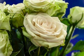 玫瑰花