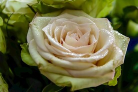 玫瑰花