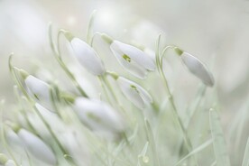 鲜花