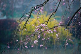 梅花